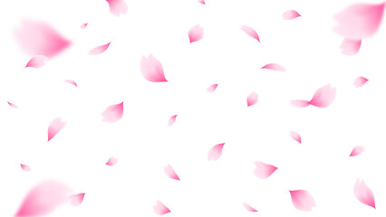 Falling cherry blossom petals illustration. Pink sakura petals on transparent background. PNG file © Farosofa