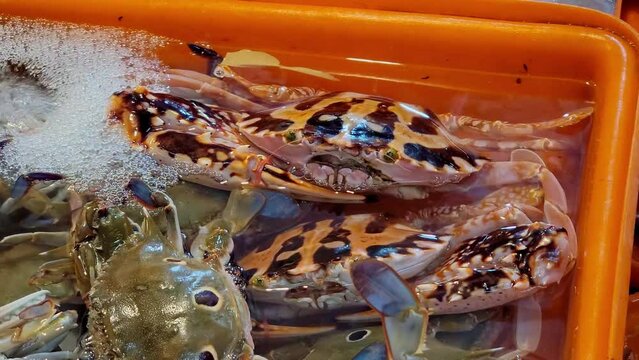 Close up shot of raw fresh Charybdis feriatus crab