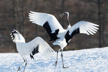 Pair of red-crowned cranes dancing