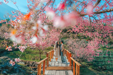 Couple Relaxing in the tree area of Springtime Sakura Flower , Cherry Blossom Nang Phaya Sua Krong...