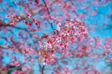 Relaxing in the tree area of Springtime Sakura Flower , Cherry Blossom Nang Phaya Sua Krong flower at , Chiang Mai, Thailand