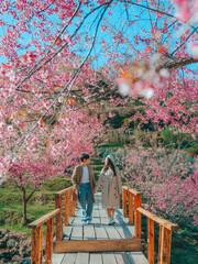 Couple Relaxing in the tree area of Springtime Sakura Flower , Cherry Blossom Nang Phaya Sua Krong flower at , Chiang Mai, Thailand