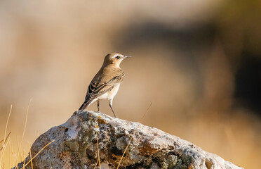 Northern Wheatear (Oenanthe oenanthe) is a common songbird in Asia, Europe, America and Africa. It lives in open and stony areas.