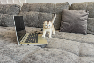 Cute Scottish Fold kitten with a laptop computer on the sofa