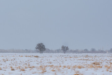 snow covered trees landscape 