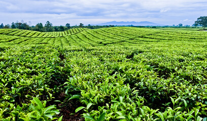 Fototapeta na wymiar beautiful scenery of tea gardens