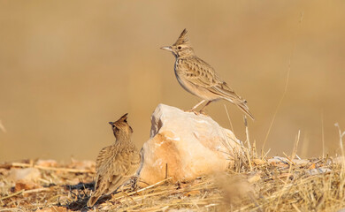 Crested Lark (Galerida cristata) is a songbird. It is a common and resident birds in Asia and Europe. It lives in barren and stony areas and is a common species in South East Anatolia region of Turkey