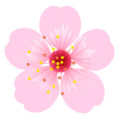 Cherry blossom flower illustration. Pink sakura flower on transparent background. PNG file