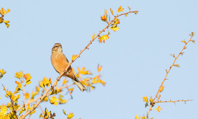Ortolan Bunting (Emberiza hortulana) is lives on arid mountain slopes in the Southeast region of Turkey during the summer months. It feeds on ants and plant seeds.