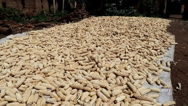 Closeup pan showing dry corn spreaded along white canvas to dry inder sunlight