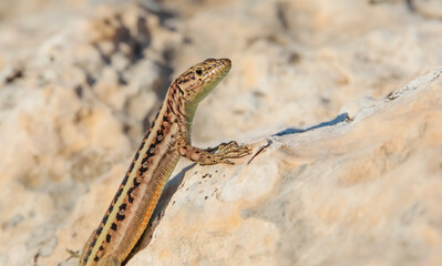 Heremites auratus, Levant skink, golden grass mabuya or golden grass skink, is a species of skink. It is found in Greece and Turkey, and possibly much more commonly in Asia and even northeast Africa.