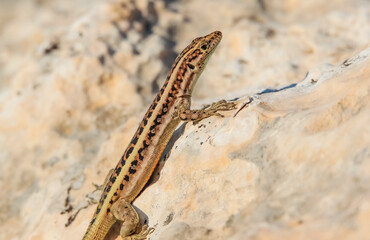 Heremites auratus, Levant skink, golden grass mabuya or golden grass skink, is a species of skink. It is found in Greece and Turkey, and possibly much more commonly in Asia and even northeast Africa.