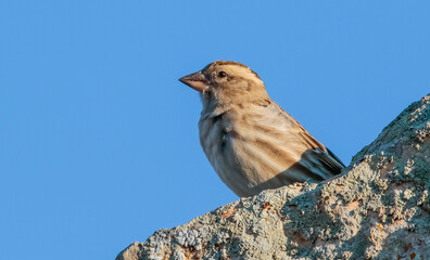 Rock Sparrow (Petronia petronia) is a sparrow living in high rocks. They travel in large flocks.