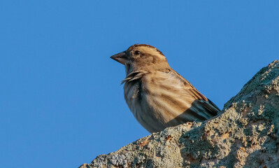 Rock Sparrow (Petronia petronia) is a sparrow living in high rocks. They travel in large flocks.