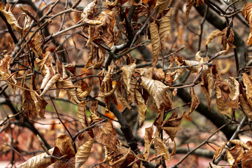 Colorful autumn fallen leaves on brown forest soil background