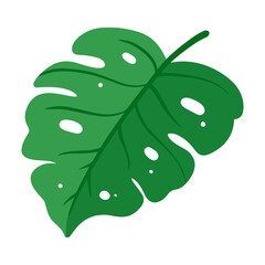 monstera leaf illustration for tropical design element