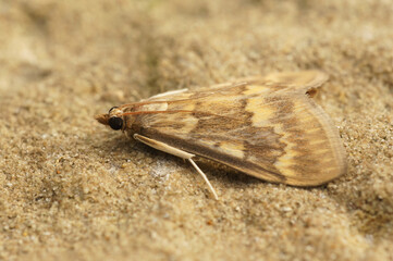 Closeup on a pale brown to yellow colored European corn borer, Ostrinia nubilalis, a pest for agriculture