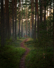 Fototapeta premium path in the woods