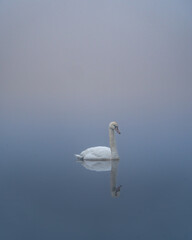 swan on the water