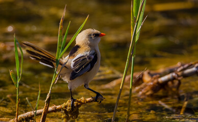 Bearded Reedling (Panurus biarmicus). Their length is 14-15.5 cm and the wing opening is 16-18 cm. It is a long-tailed, wavy and orange-brown bird. Male head gray, mustache black.