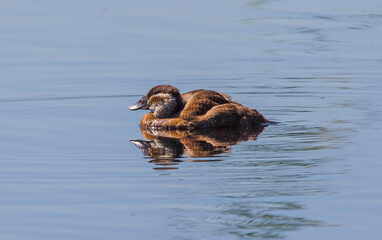 White headed Duck (Oxyura leucocephala) is one of the upright ducks.In Turkey, many live in wetland areas.