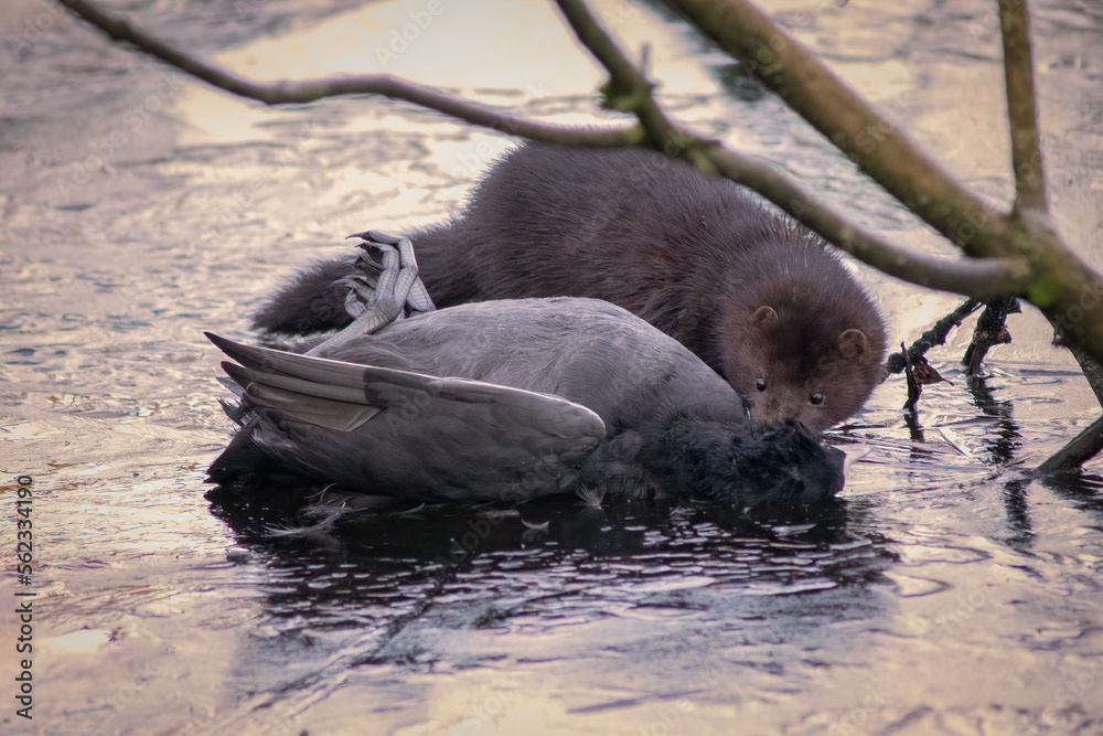 Aufkleber A wild mink has caught and is feeding on a coot. It is on an ice covered pool
