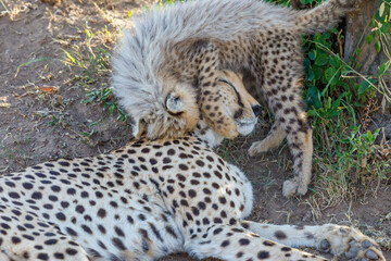 Cheetah cub who plays with his mother in Africa