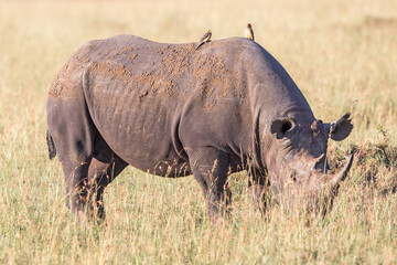 Oxpecker birds sitting on a Black rhinoceros