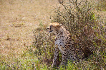 Cheetah sitting at a bush and watching