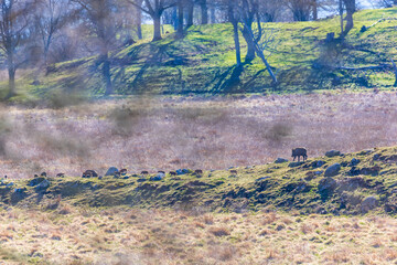 Wild boar with piglets running in a meadow landscape