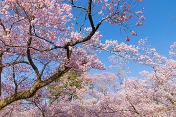 長野県伊那市・高遠城址公園の桜風景（公園内には淡紅色のタカトオコヒガンザクラが咲き競っていました）
