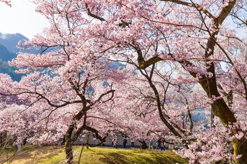 Obraz na płótnie Canvas 長野県伊那市・高遠城址公園の桜風景（公園内には淡紅色のタカトオコヒガンザクラが咲き競っていました）