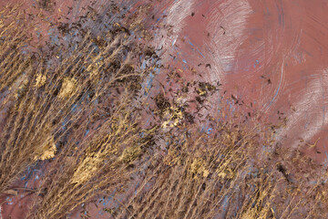 Withered inflorescences of ornamental grass on a colorful abstract background. Colors of autumn. Composition, top view.