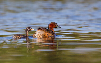 Little Grebe (Tachybaptus ruficollis) is lives in suitable wetlands in America, Asia, Europe and Africa. It is usually seen on lake shores.