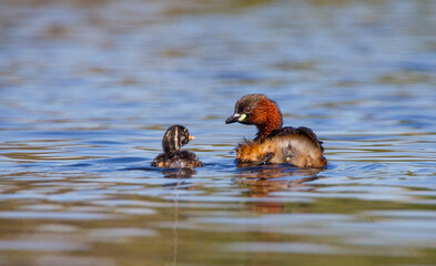 Little Grebe (Tachybaptus ruficollis) is lives in suitable wetlands in America, Asia, Europe and Africa. It is usually seen on lake shores.