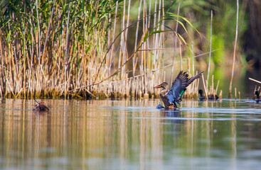 Northern Shoveler (Anas clypeata) is a duck that lives in wetlands.