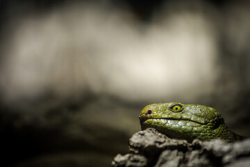 Corucia zebrata Solomon's skink portrait