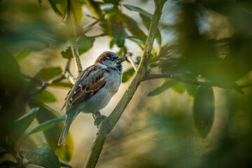house sparrow in the bush in nature