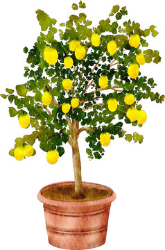 watercolor lemon fruit tree