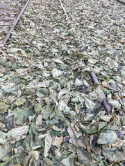 Issaquah Fall Colors