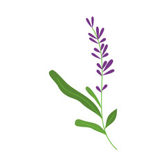Lavender flower illustration for nature design ornament