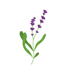 Fototapeta na wymiar lavender flowers illustration