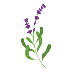 Fototapeta na wymiar lavender illustration for natural and romantic design ornament