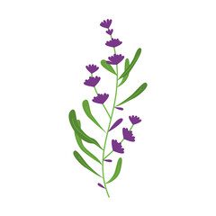 Naklejka na ściany i meble lavender illustration for natural and romantic design ornament