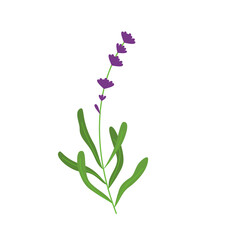 lavender illustration for natural and romantic design ornament