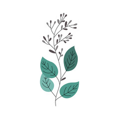 branch of eucalyptus with leaves and flower