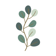 branch of eucalyptus illustration for vintage design ornament