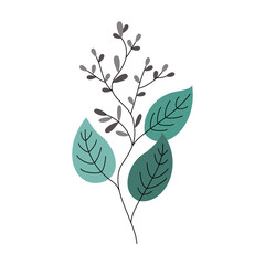 eucalyptus leaves and flower illustration