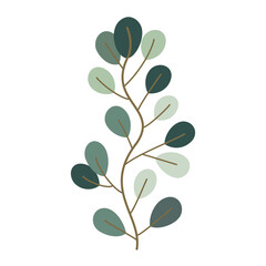 branch of eucalyptus illustration