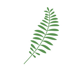 fern leaf isolated